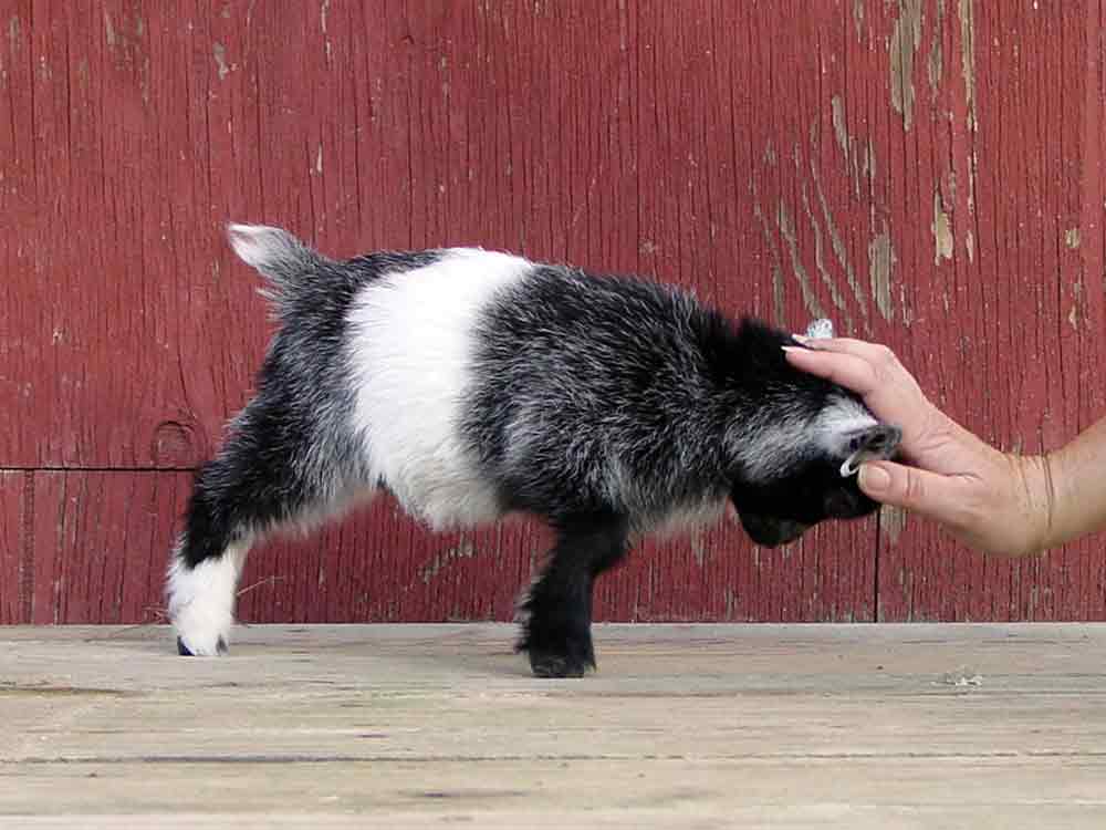 baby pygmy goat gif